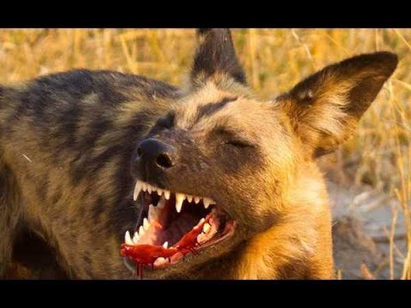 African Wild Dog - Teamwork Strategies | Predators (Nat Geo Wild)