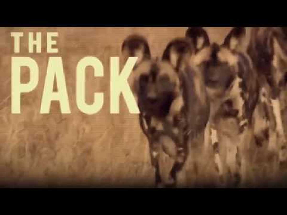 Nat Geo Wild - The Pack Wild Dogs - National Geographic Animals