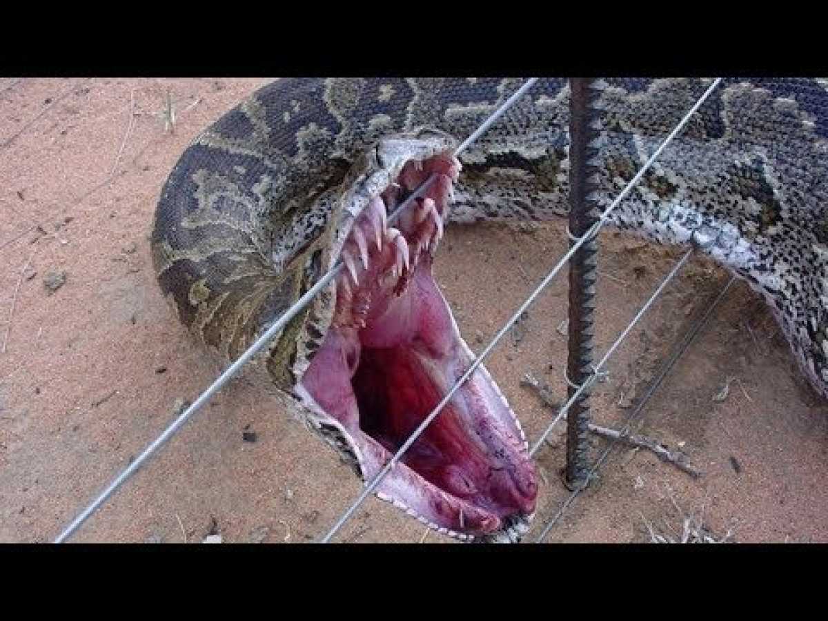 In Search of The Man Eating Python - Must Watch Snakes Documentary
