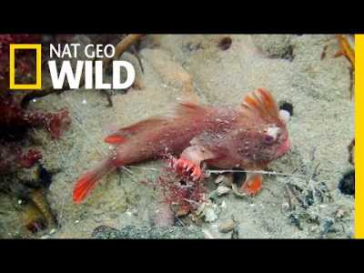 Rare Red Handfish Colony Discovered in Tasmania | Nat Geo Wild
