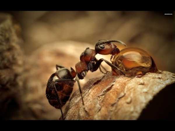 Ants: Nature's Secret Force - Nature Documentary â