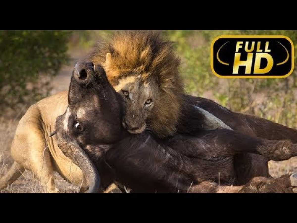 SUPER KILLER. LION / FULL HD - Documentary Films on Amazing Animals TV