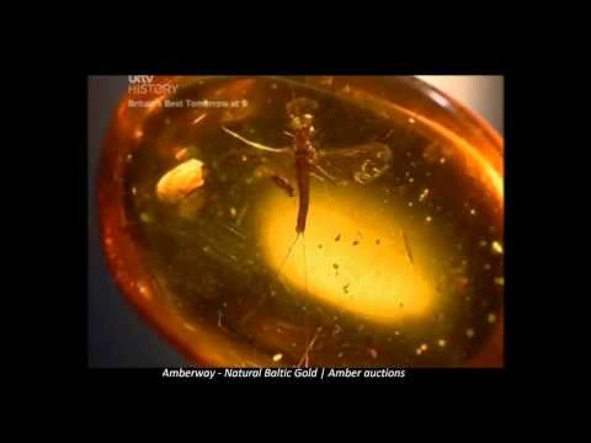 Amberway: The Amber Time Machine | BBC HISTORY | International Amber Auctions